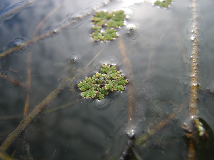 Azolla filiculoides